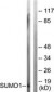 SUMO1 / SMT3 Antibody (aa1-50)